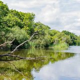 English Lake With Fallen Tree