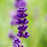 English Lavender