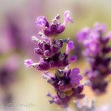 Lavandula Angustifolia