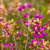 Erica Cinerea (Bell Heather)