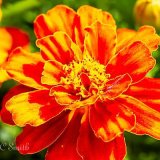 French Marigold