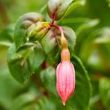 Fuchsia