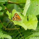 Gatekeeper Butterfly (Pyronia Tithonus)