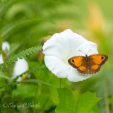 Gatekeeper Butterfly (Pyronia Tithonus) on a Bindweed Flower