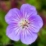 Geranium Azure Rush