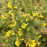 Gorse Flowers