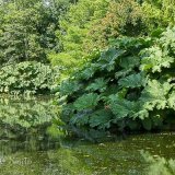 Gunnera Manicata