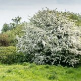 Hawthorn Tree In Full Bloom