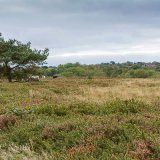 Heathland