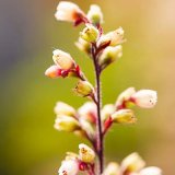 Heuchera Flowers in Summer