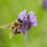 Honey Bee