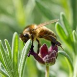 Honeybee Feeding on Lavender Flowers