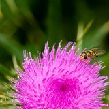 Hoverfly