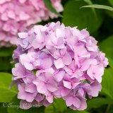 Hydrangea