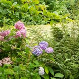 Hydrangea Macrophylla