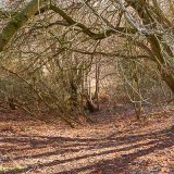 In The Woods
