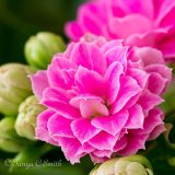 Kalanchoe Blossfeldiana