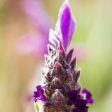 Lavandula Stoechas