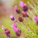 Lavandula Stoechas (French Lavender) Flowers
