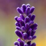 Lavandula