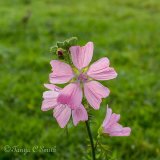 Malva Moschata (Musk-mallow)