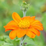 Mexican Sunflower