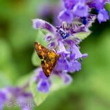 Mint Moth