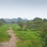 Misty Morning