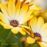 Osteospermum Yellow Daisy