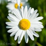 Oxeye Daisy