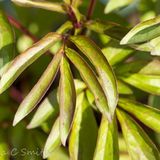 Peony Leaves