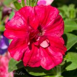 Petunia