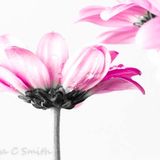 Pink Chrysanths