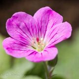 Pink Geranium