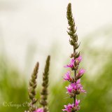 Purple Loosestrife