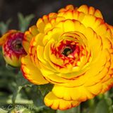 Ranunculus Buttercup