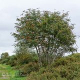 Rowan Tree