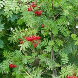 Rowan Tree Berries