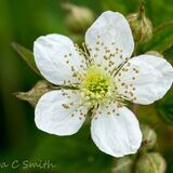 Rubus Fruticosus