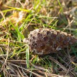 Scots Pine Cone