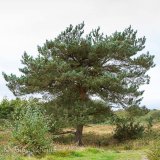 Scots Pine Tree