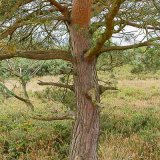 Scots Pine Tree Trunk