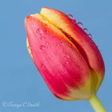 Single Tulip