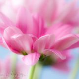 Softly Pink