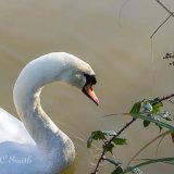 Swan