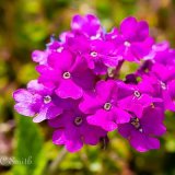 Trailing Verbena
