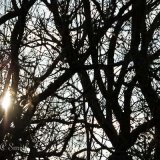 Tree Silhouette