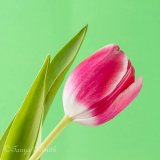 Tulip