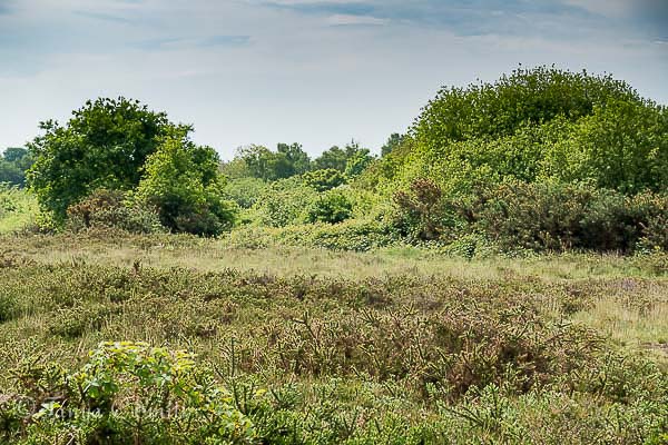Turbary Common