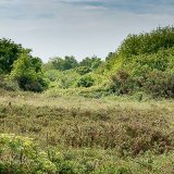 Turbary Common